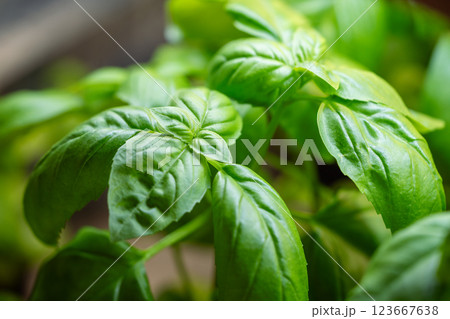 Closeup of basil leaves with healthy lush texture. Plant care, leaf health, new shoots, propagation Closeup of basil leaves with healthy lush texture. Plant care, leaf health, new shoots, propagation 123667638