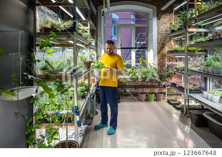 Man cultivates different basil types in mini greenhouse at shop. Herbs hobby, sustainable business 123667648