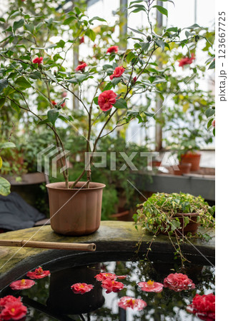 Potted pink Camellia japonica in greenhouse, fallen flowers floating on water surface in pool Potted pink Camellia japonica in greenhouse, fallen flowers floating on water surface in pool 123667725