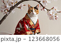 着物を着てポーズをとる日本猫 123668056