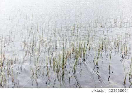 White flowers of Lobelia dortmanna, Dortmanns cardinalflower 123668094