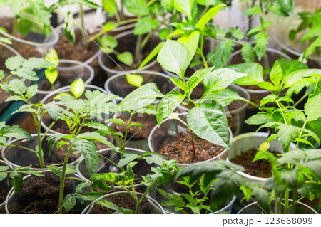 Green tomato and capsicum seedlings grow under bright light, macro 123668099