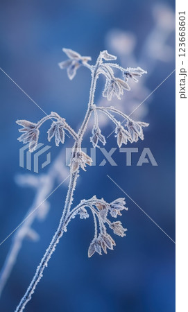 frost-kissed cherry blossom branches in winter with delicate white petals lightly covered in frost against a soft blue bokeh background, creating a dreamy and tranquil atmosphere, concept of nature 123668601