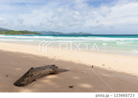 Serene tropical beach landscape with soft sand and driftwood 123668723