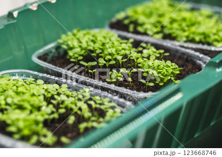 Green seedlings thriving in soil-filled plastic trays placed indoors 123668746