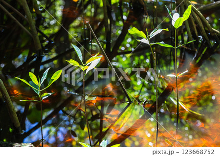 Sunlight filters through the lush mangrove forest Sunlight filters through the lush mangrove forest 123668752