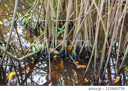 Detailed depiction of mangrove roots intertwined above the water Detailed depiction of mangrove roots intertwined above the water 123668756
