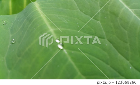 Very beautiful textured plant leaves background. 123669260