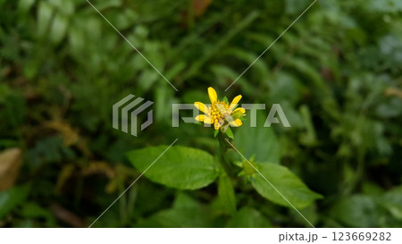 Wollastonia biflora is often called sea saruni. Wedelia has properties as a herbal medicine. 123669282