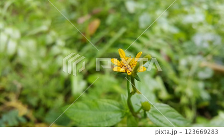 Wollastonia biflora is often called sea saruni. Wedelia has properties as a herbal medicine. 123669283
