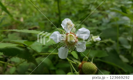 Rubus trifidus plant floral background. 123669292