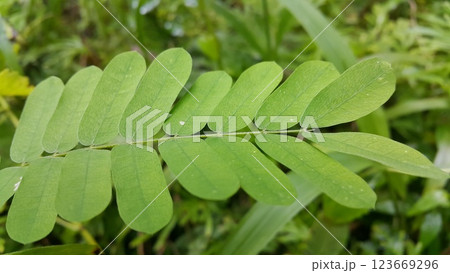 Beautiful Abrus cantoniensis plant leaves background. Photo taken in the forest. 123669296
