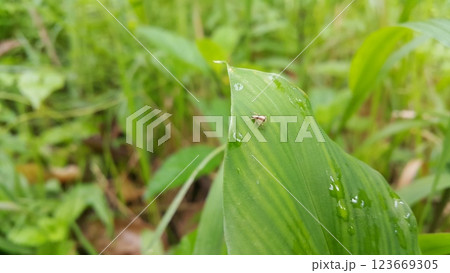 Spiders perch on the leaves. These spiders are known to eat small insects such as grasshoppers, flies, bees and other small spiders. Spiders perch on the leaves. These spiders are known to eat small insects such as grasshoppers, flies, bees and other small spiders. 123669305