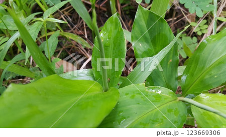Photo of a very small insect perched on a green plant. Photo of a very small insect perched on a green plant. 123669306