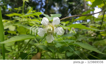White color floral background, Rubus trifidus plant. 123669336