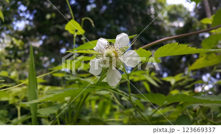 White color floral background, Rubus trifidus plant. 123669337