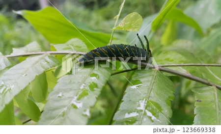 Image of Caterpillar of common nawab butterfly (Polyura athamas) or Dragon-Headed Caterpillar on nature background. Insect. Animal. 123669338