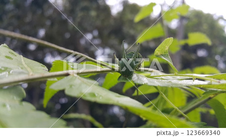 Image of Caterpillar of common nawab butterfly (Polyura athamas) or Dragon-Headed Caterpillar on nature background. Insect. Animal. Image of Caterpillar of common nawab butterfly (Polyura athamas) or Dragon-Headed Caterpillar on nature background. Insect. Animal. 123669340