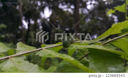 Image of Caterpillar of common nawab butterfly (Polyura athamas) or Dragon-Headed Caterpillar on nature background. Insect. Animal. Image of Caterpillar of common nawab butterfly (Polyura athamas) or Dragon-Headed Caterpillar on nature background. Insect. Animal. 123669343
