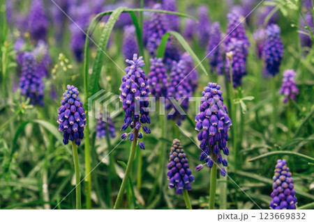 Blooming flowers. 123669832