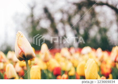 Blooming tulips. 123669834
