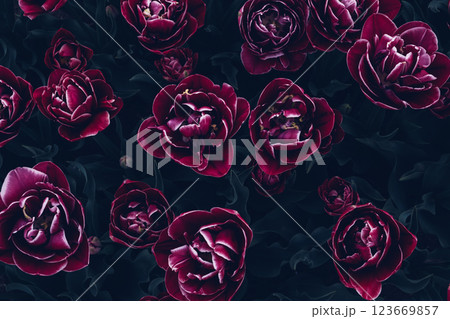 Colorful tulips in bloom. 123669857