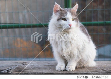 Longhaired cat. 123669858