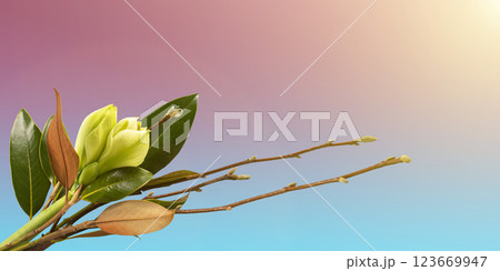 Stylish spring bouquet with branches and leaves of magnolia and amaryllis flower on a blue and pink gradient background. Spring flower arrangement, greeting card. 123669947