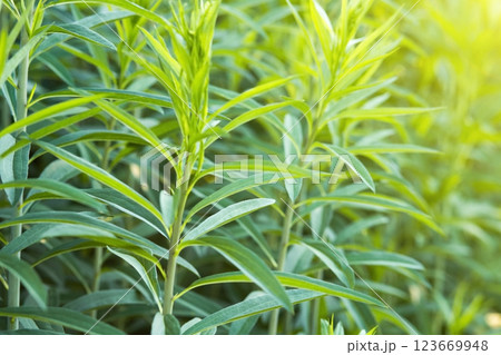Green branches of helenium before blooming in spring on a bright sunny day. Abstract green background for the text. Concept of gardening, floriculture, growing homemade flowers Green branches of helenium before blooming in spring on a bright sunny day. Abstract green background for the text. Concept of gardening, floriculture, growing homemade flowers 123669948
