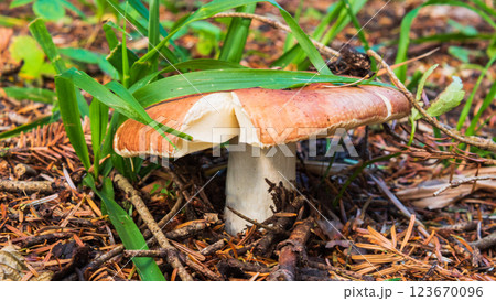A single, brown mushroom with a white stem and a wide, pleated cap emerges from a bed of green leaves and pine needles on the forest floor 123670096