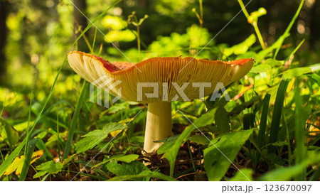A large, red mushroom with white spots on its cap grows in a forest setting. The mushroom has a wide, pleated cap and a thick white stem. Close-up 123670097