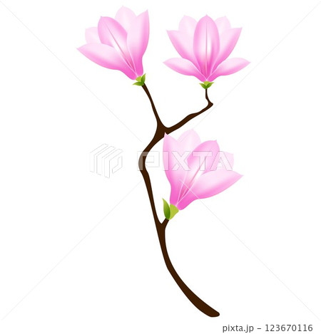 The branch of magnolia. 123670116