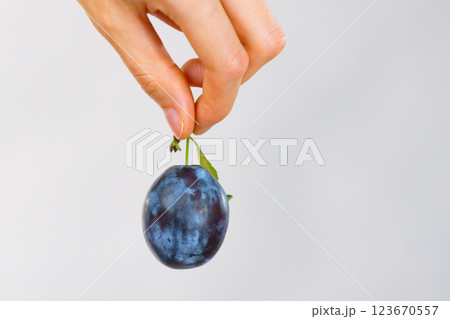 Hand holds plum fruit Hand holds plum fruit 123670557