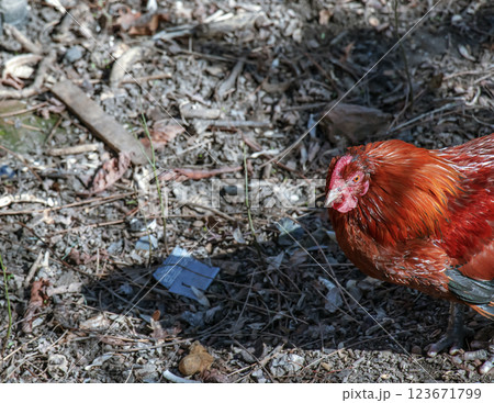Beautiful rooster stands on the ground. The rooster is looking for food. 123671799