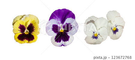Pansies Isolated, Tricolor Viola Close up, Viola Flowers Set, Heartsease Collection 123672768