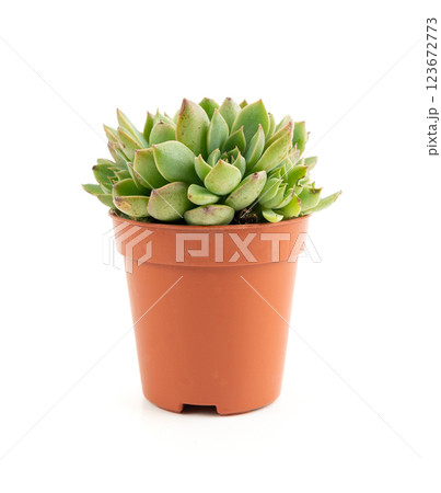 Graptopetalum, leatherpetal succulent isolated, pentandrum superbum office table plant 123672773