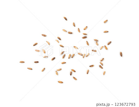 Milk thistle seeds, silybum marianum grains, dry blessed milkthistle fruits, variegated thistle kernels 123672793