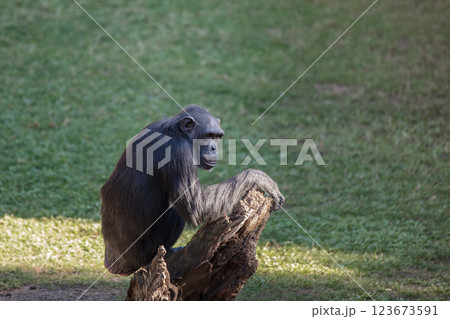 Common chimpanzee (Pan troglodytes) 123673591