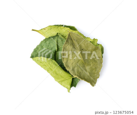 Thai lime dried leaves isolated, makrut lime or Citrus hystrix leaf pile, kaffir lime dry sprouts, Asia spices 123675054