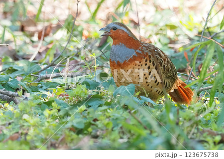 コジュケイ 123675738