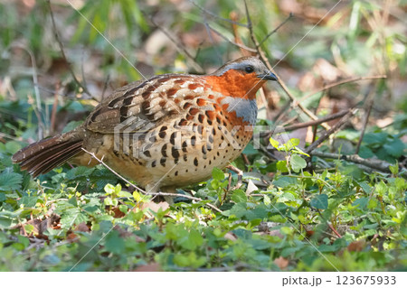 コジュケイ 123675933