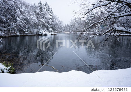 冬の軽井沢 雪化粧の雲場池 冬の軽井沢 雪化粧の雲場池 123676481