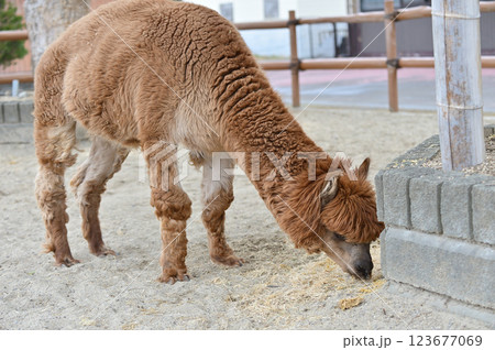 餌をねだるアルパカ 123677069