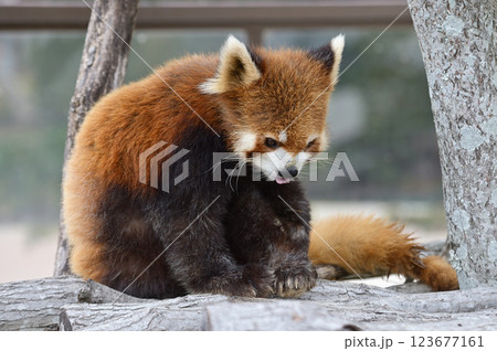 可愛いレッサーパンダ 123677161