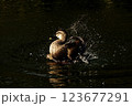 川を泳ぐカルガモ 123677291