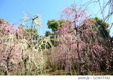 京都・城南宮 123677382