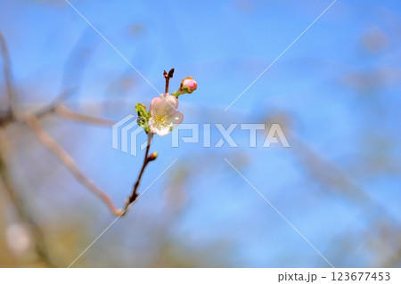 爽やか ジュウガツザクラの花 爽やか ジュウガツザクラの花 123677453