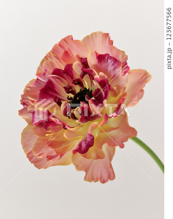オレンジ色のラナンキュラス・シャルロット の花 123677566