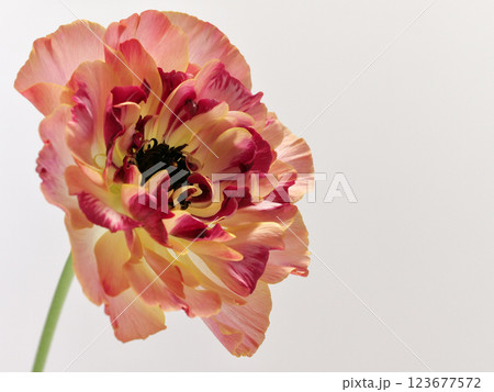 オレンジ色のラナンキュラス・シャルロット の花 123677572