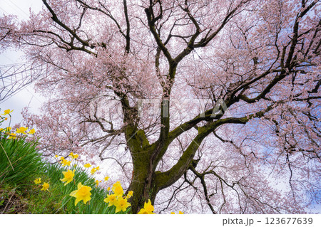 【桜素材】わに塚の桜と水仙の花【山梨県】 【桜素材】わに塚の桜と水仙の花【山梨県】 123677639